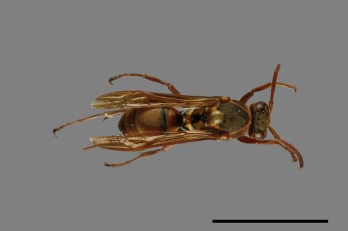 Polistes takasagonus[雙斑長腳蜂][00072659]