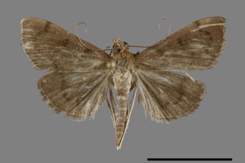 <已分類>Family：Crambidae[草螟科][00092132]