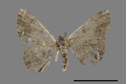 Orgyia postica[小白紋毒蛾][00024257]