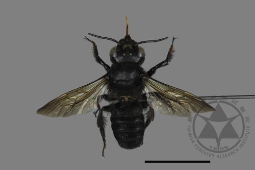 Megachile atrata[00197163]