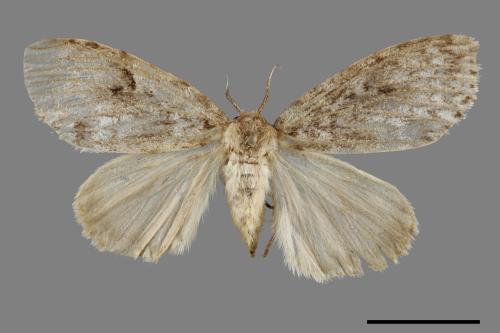 Lymantria grisea kosemponis[L紋褐毒蛾][00055205]