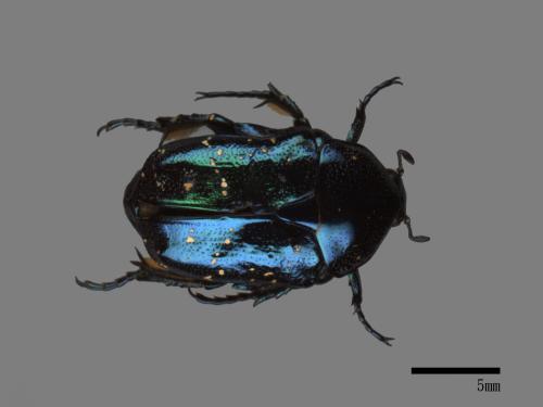 <已分類>Family：Scarabaeidae[金龜子科][00080691]