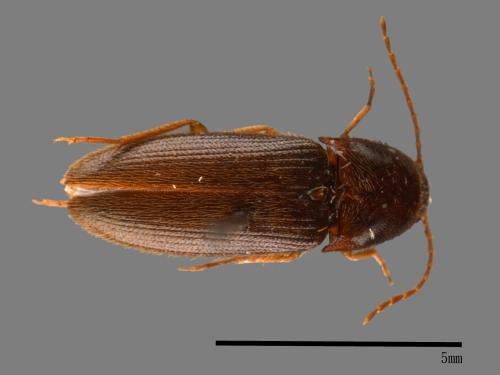 <已分類>Family：Elateridae[叩頭蟲科][00083874]