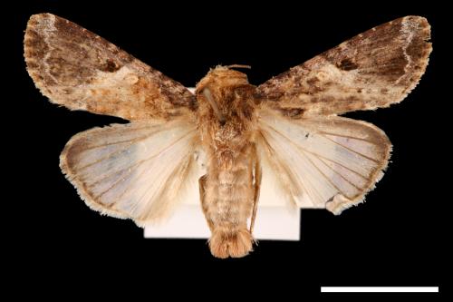 Spodoptera mauritia acronyctoides[灰翅夜蛾][00002742]