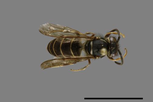 Vespula flaviceps[細黃胡蜂][00073034]