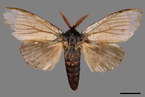 Netria viridescens continentalis[梭舟蛾][00039681]