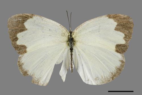 Eurema blanda arsakia[臺灣黃蝶][00101999]