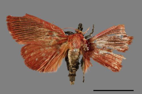 Arctioblepsis rubida[00065080]