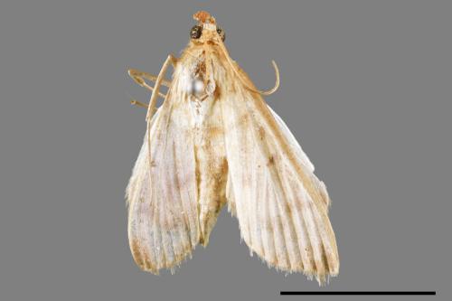 <已分類>Family：Crambidae[草螟科][00036827]