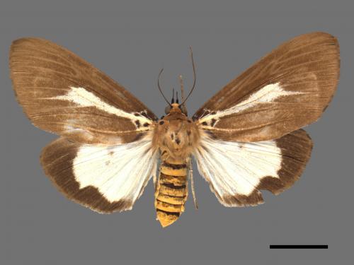 Asota heliconia zebrina[圓端擬燈蛾][00055909]
