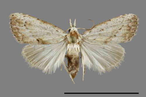 <已分類>Family：Noctuidae[夜蛾科][00100750]