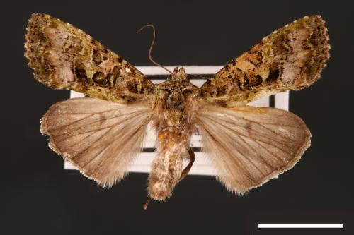 Euplexidia angusta[00001942]