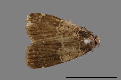 <已分類>Family：Noctuidae[夜蛾科][00010948]