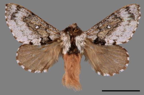 Cosmotricha discitincta[衛魯曼枯葉蛾][00058108]