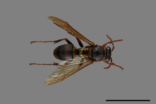 Polistes takasagonus[雙斑長腳蜂][00072690]