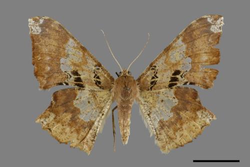 Krananda lucidaria[三斑璃尺蛾][00071452]