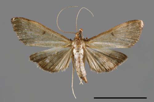 <已分類>Family：Crambidae[草螟科][00065749]