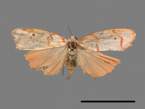 Cyana sanguinea[血紅雪苔蛾][00022568]