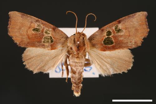 Carea trimacula[00004547]