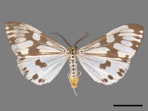Nyctemera adversata[粉蝶燈蛾][00022732]