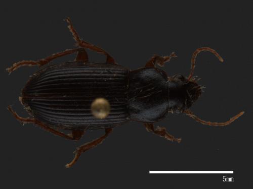 <已分類>Family：Carabidae[步行蟲科][00080097]