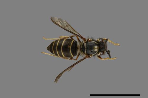 Vespula flaviceps[細黃胡蜂][00008988]
