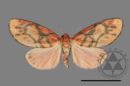 <已分類>Order：Lepidoptera[鱗翅目][00175133]