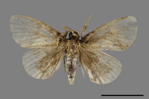 <已分類>Family：Lymantriidae[毒蛾科][00051339]