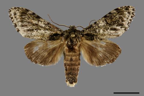 Pheosiopsis cinerea formosana[喜夙舟蛾][00091499]