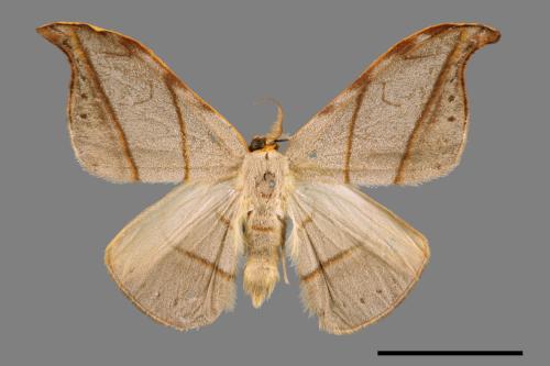 Nordstroemia semililacina[黑點雙帶鉤蛾][00020023]
