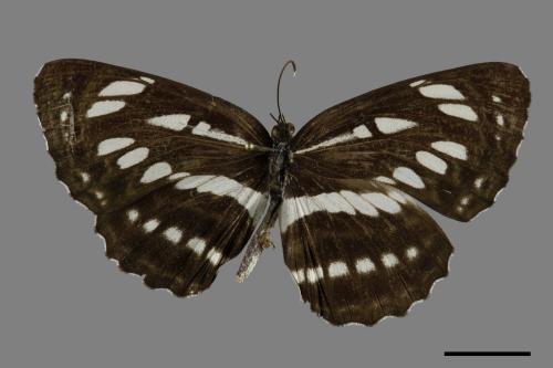 Neptis hylas luculenta[琉球三線蝶][00101305]