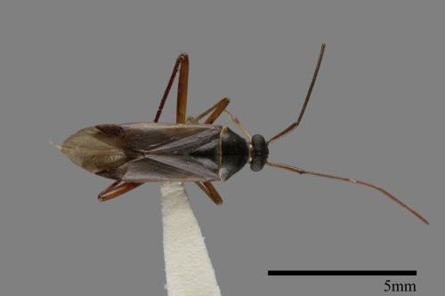 <已分類>Family：Miridae[盲椿象科][00079931]