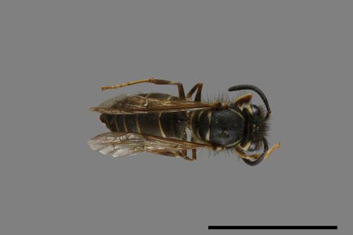 Vespula flaviceps[細黃胡蜂][00073336]