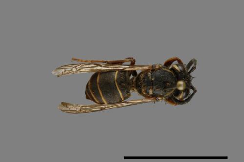 Vespula flaviceps[細黃胡蜂][00073031]