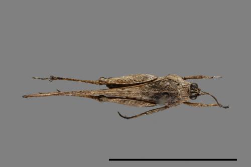 <已分類>Family：Tetrigidae[菱蝗科][00054157]