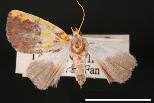 Siglophora sanguinolenta[內黃血斑瘤蛾][00004850]