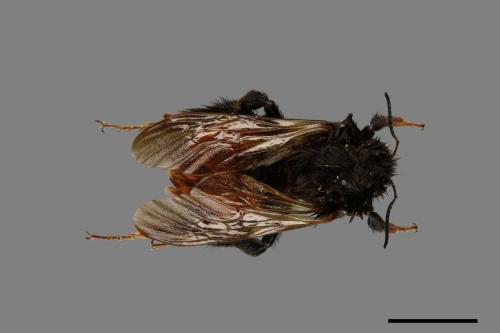 Bombus bicoloratus[雙色熊蜂][00074687]