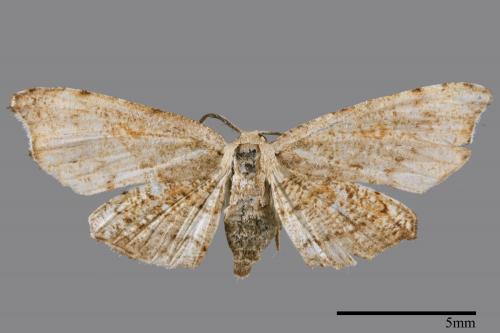 Chundana emarginata[凹緣雙尾蛾][00060931]