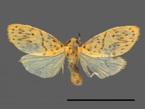 Asura alikangiae[關山豔苔蛾][00044258]