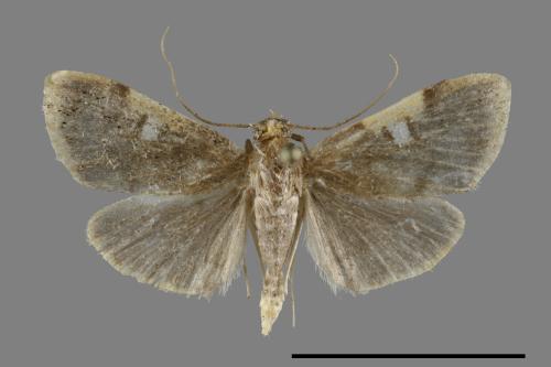 <已分類>Family：Crambidae[草螟科][00100611]