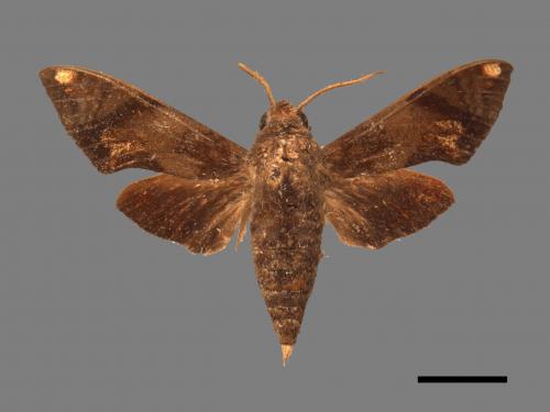 <已分類>Family：Sphingidae[天蛾科][00017797]
