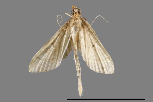 <已分類>Family：Crambidae[草螟科][00065348]
