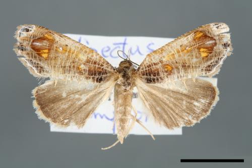 Pilipectus prunifera[00006631]