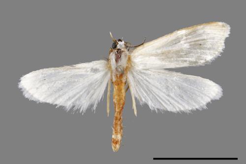 <已分類>Family：Crambidae[草螟科][00064467]