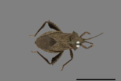 Acanthocoris scaber[瘤緣蝽][00075305]