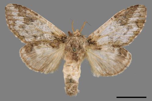 Syntypistis umbrosa[齒紋跨白舟蛾][00055257]