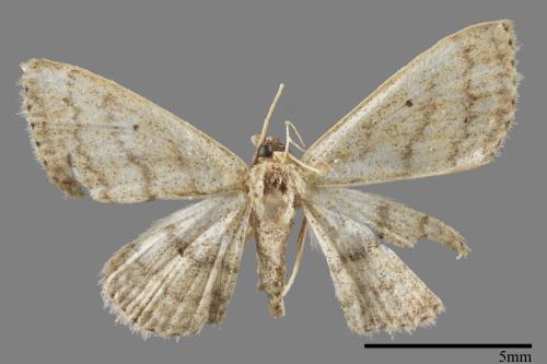 <已分類>Family：Geometridae[尺蠖蛾科][00022210]