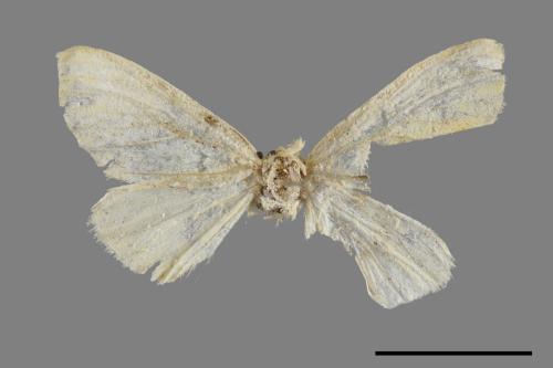 <已分類>Genus：Euproctis[00022108]