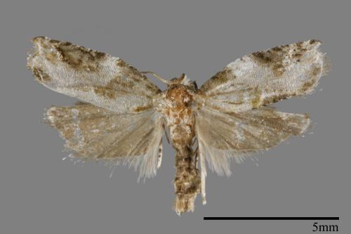 <已分類>Family：Tortricidae[捲葉蛾科][00091951]