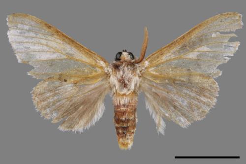 Cnethodonta grisescens baibarana[灰舟蛾][00044466]